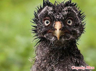 Михаил Муканов