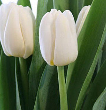 Айгуль Исаева