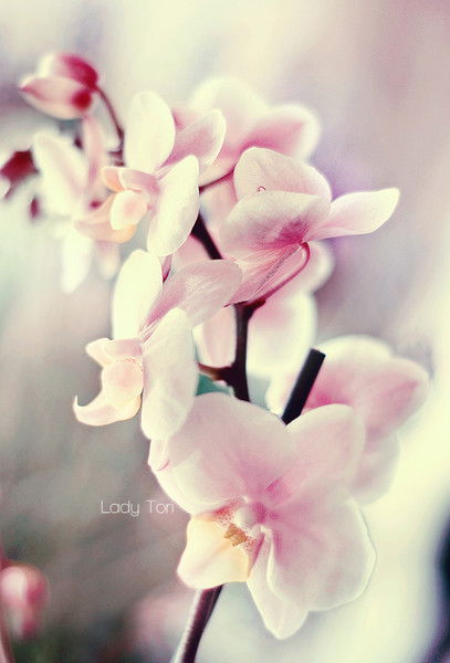 Фэмит Группа 2262