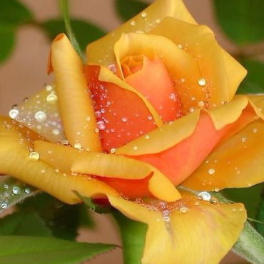 Нна Полякова