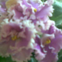 Марина Тарутина