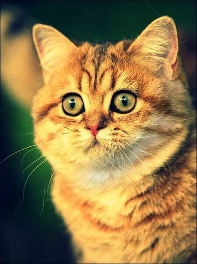 Артем Субич