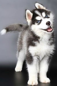 Никита Кучман