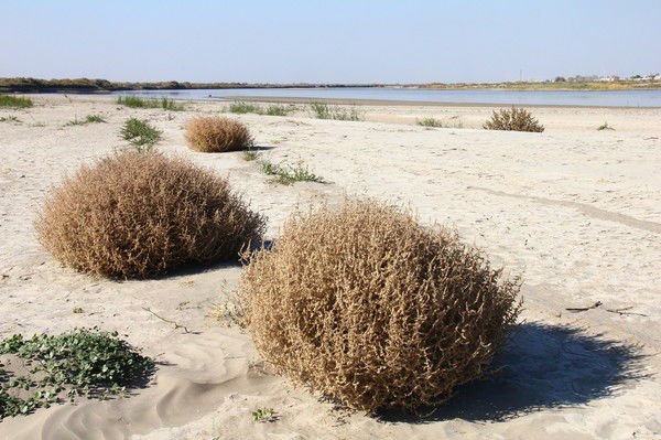 Руслан Мирный