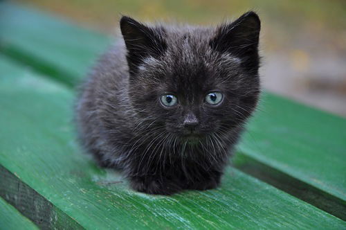 Алиса Счастливая