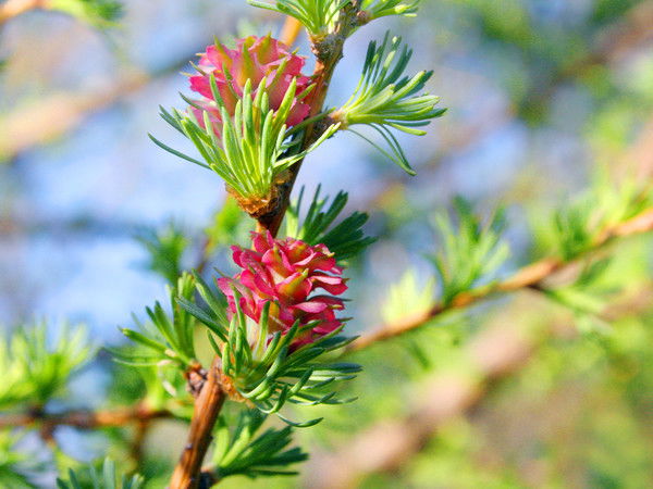 Валерия Григорьева