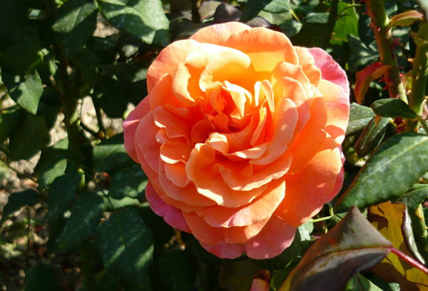 Наталья Мыркина