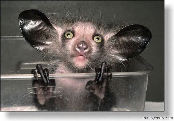 Таня Михалковская