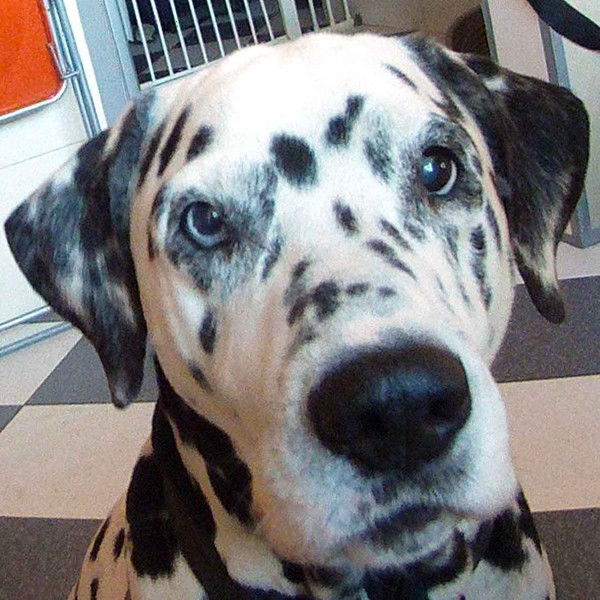 Василюк Александр