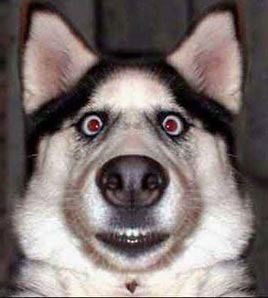 Вадим Калина