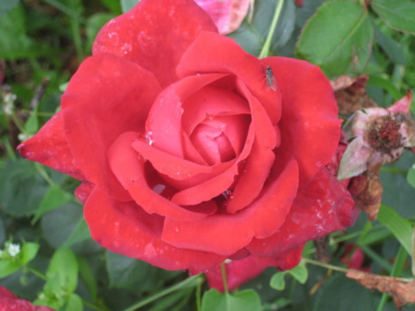 Елена Цыганок