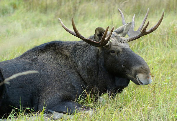 Виктор Жиров