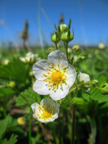Альвина Шилкина