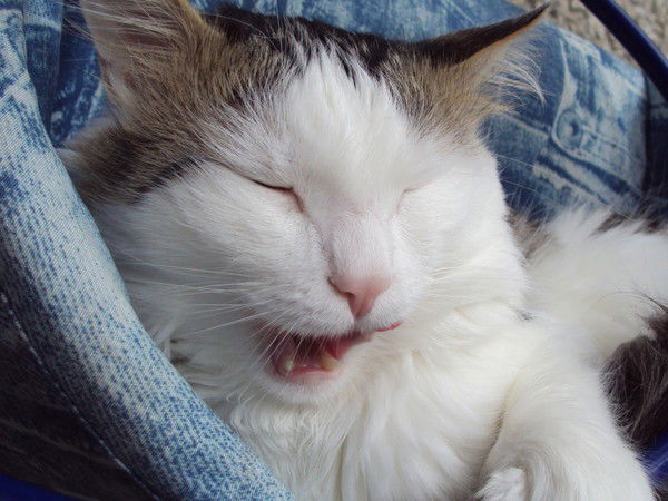 Дмитрий Васильев