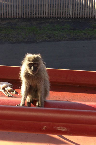 Елена Куницкая