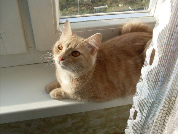 Назим Атаулин