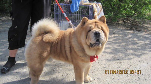 Вера Рязанова