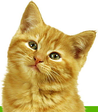 Алекс Маслов