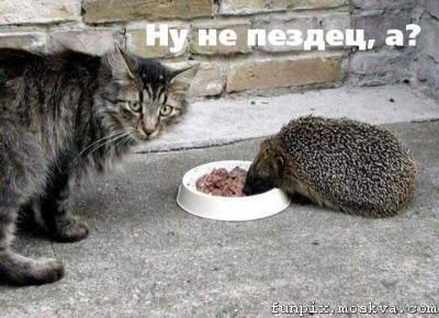 Томас Котопёс