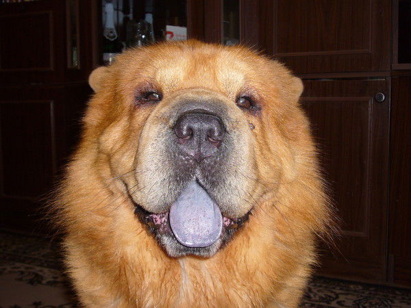 Елена Валерьевна Нешина