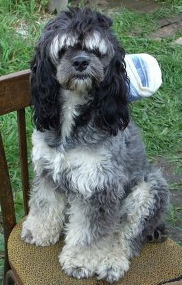 Алексей Лев