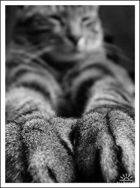 Ирина Федорова