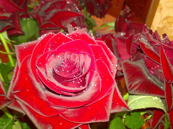 Ирина Ирина