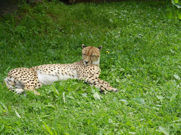 Александр Зимин