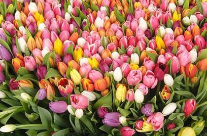 Елена Иванова