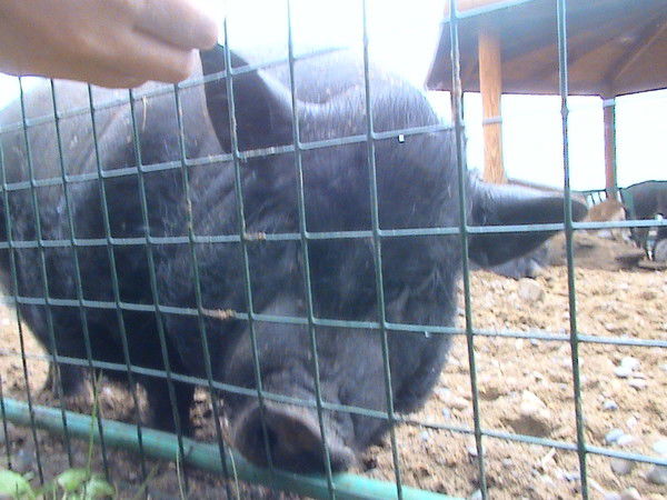 Алексей Суворов