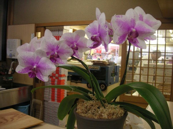 Гульнар Керимбаева