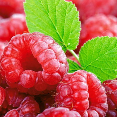 Эльвира Пригарина