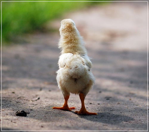 Шапранов Иван