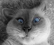 Алексей Немчинов