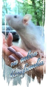 Виолетта Ежова