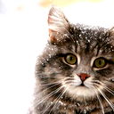 Кот Котэ