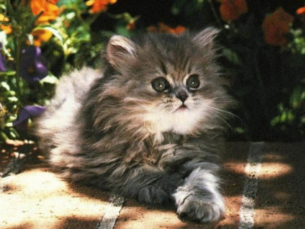 Александра Шубина