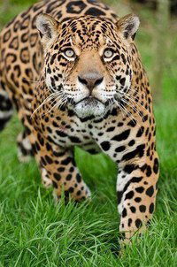 Лера Магеррамова