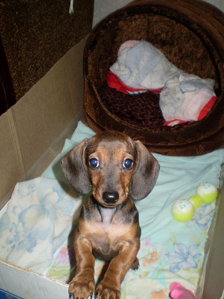 Михаил Калинин