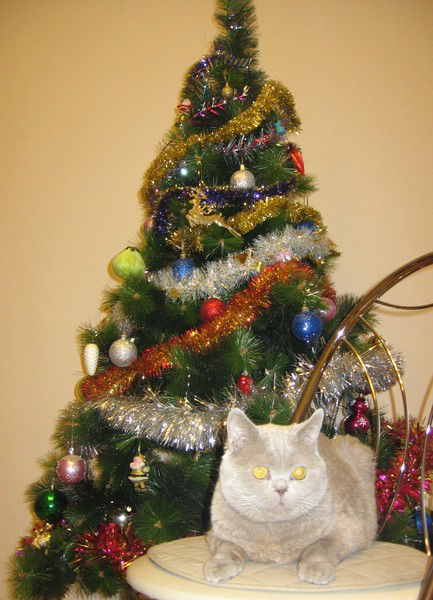 Катя Андреева