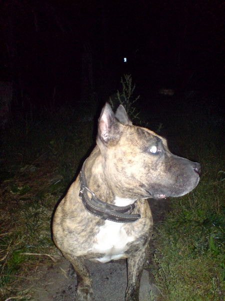 Дмитрий Сафронов