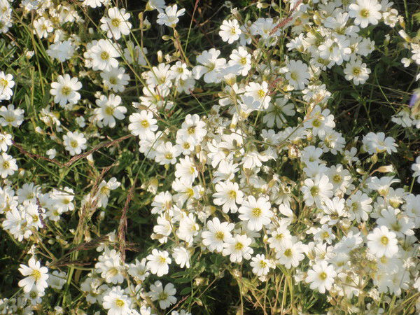 Татьяна Макарова