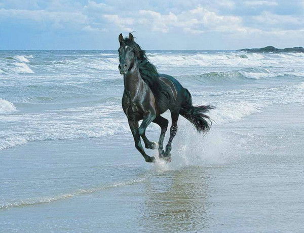 Алексей Семёновых