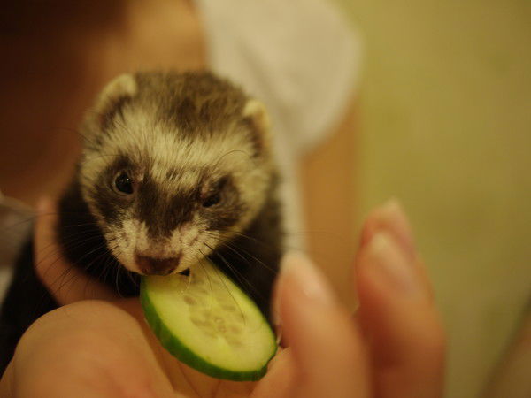 Анютка Марьенко