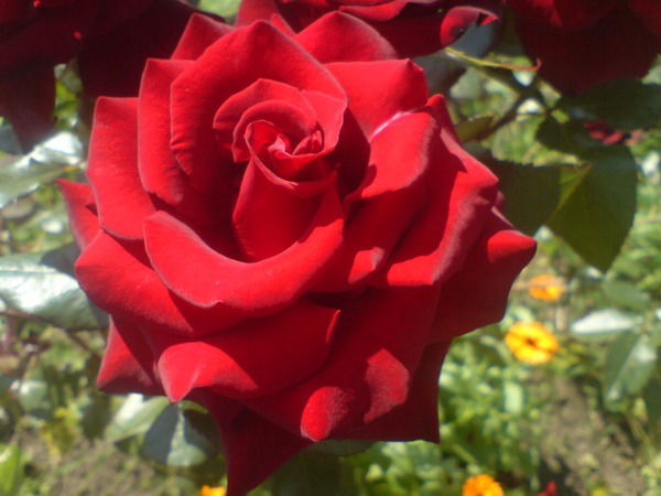 Елена Ковалева