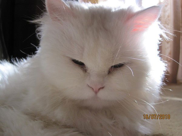 Дмитрий Коломиец