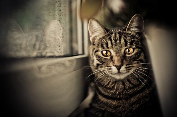 Андрей Козак