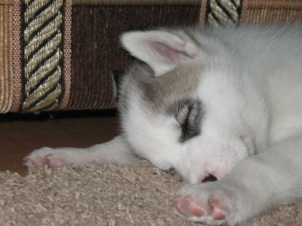 Александр Басанец