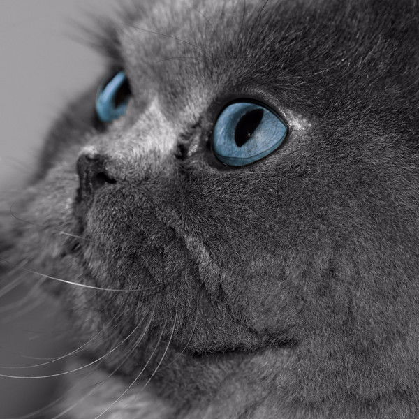 Марина Цитович