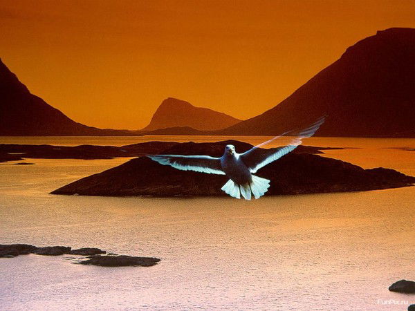 Андрей Сергеев